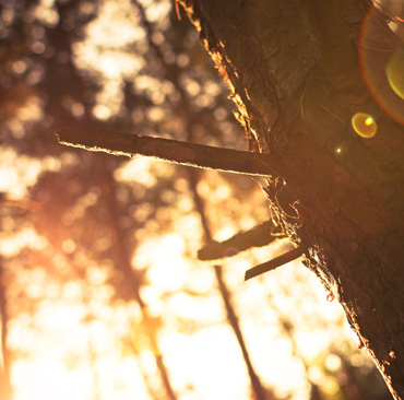 Wood Forest Sunset
