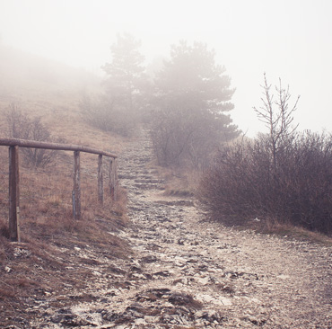 Forest Railway Track